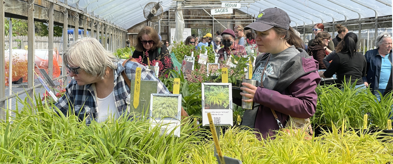 The UD Botanic Gardens spring plant sale will feature Acer and Geranium.