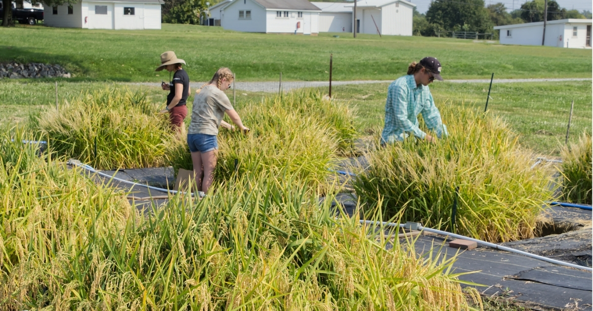 Students in the Seyfferth Lab, including doctoral student Frank Linam (right), harvest rice from the paddies grown on the UD Newark Farm.