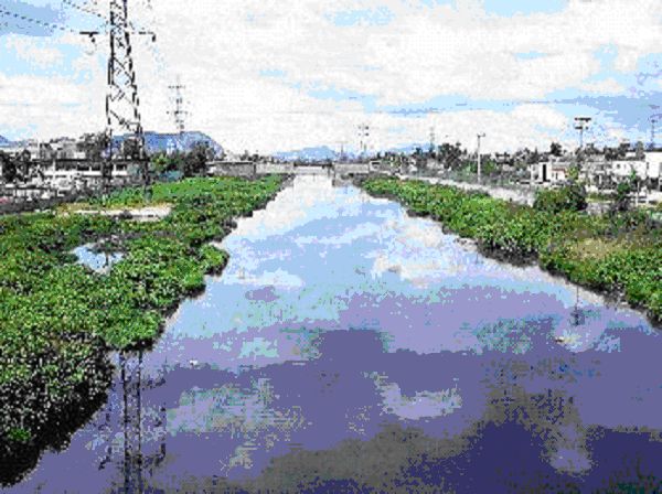 This black water canal is part of the extensive surface drainage which moves the sewage and chemical-contaminated water through Mexico City to the major pumping stations which discharge the water into the Tula Basin. The surface of the canal is constantly rippled by bubbles of methane gas which rise to the surface. (Morgan). Photograph copyright Alan V. Morgan 