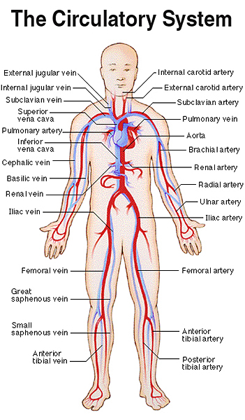 circulatory system. Your circulatory system