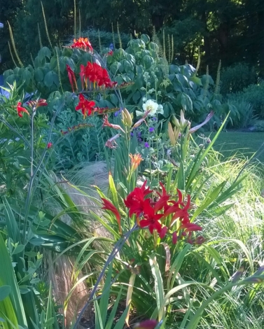 Red Lilies in the sun