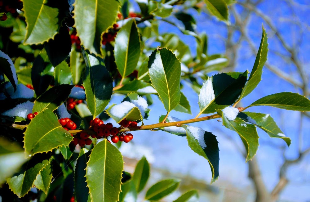 An american holly branch with bright red berries and dark green leaves against a blue sky. 