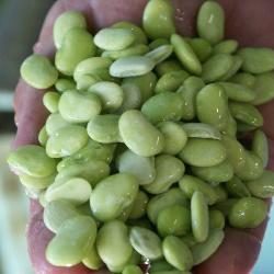 A person holding lima beans
