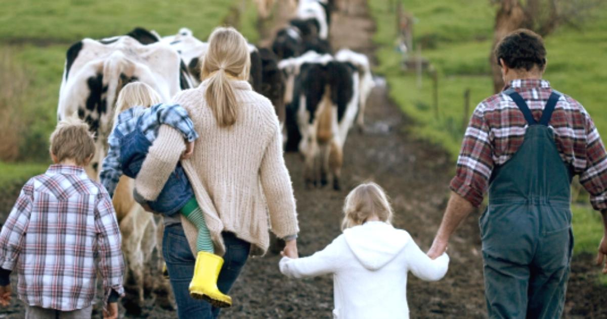 A photo of a children and adults walking hand in hand on a farm with cows.