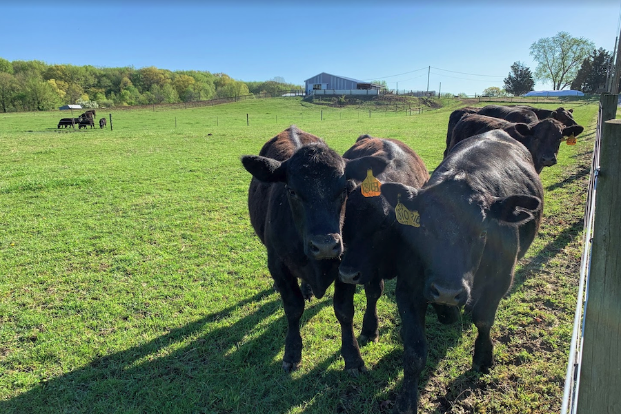 Cows in a farm field.