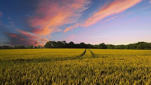 A farm field at sunset. 