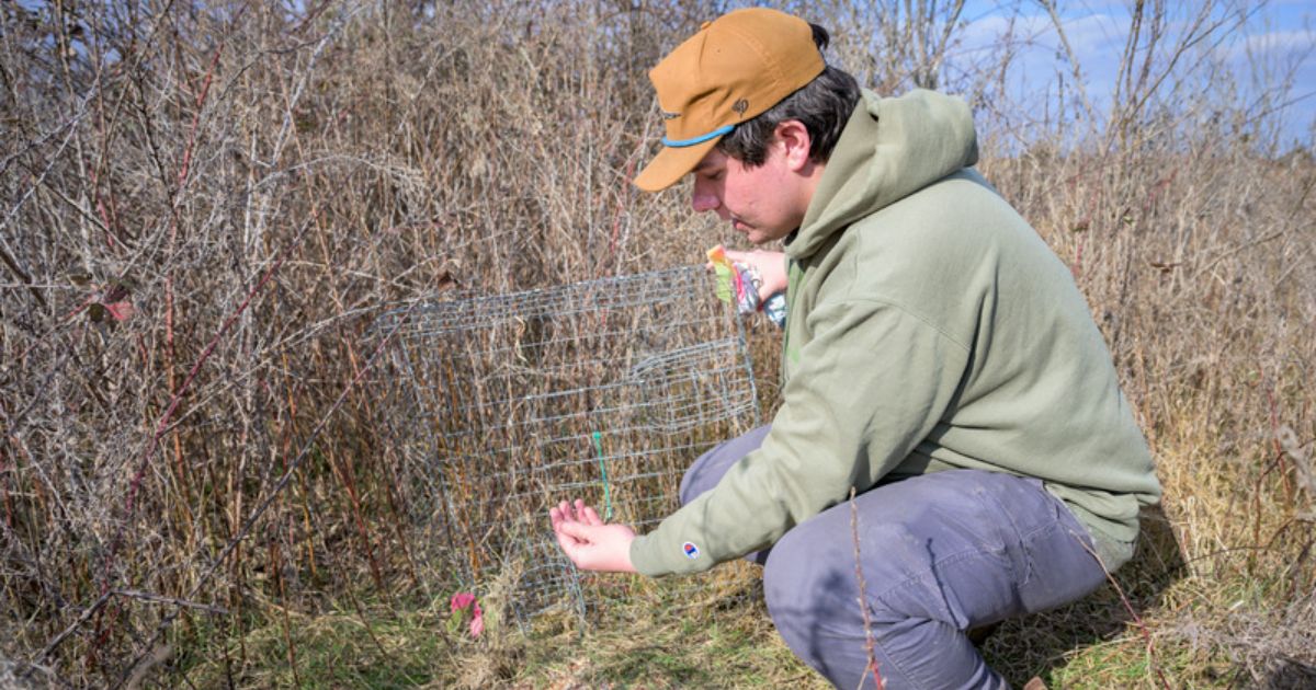 Wildlife ecology and conservation major John Hendell is conducting his senior thesis on bobwhite quail movement in Delaware’s Cedar Swamp Wildlife Management Area.
