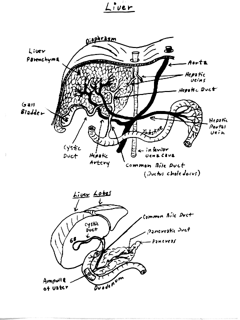 pancreas gallbladder anatomy. Liver Gross Anatomy