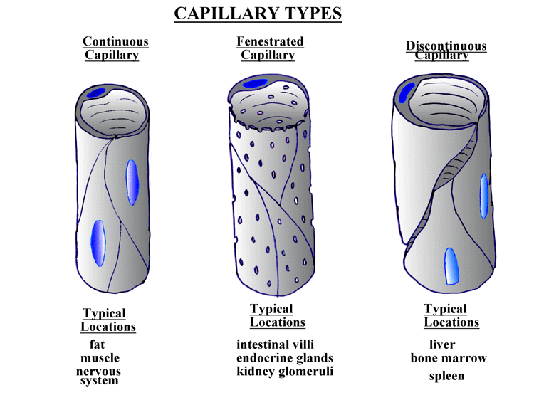 capillarytypeslarge.gif