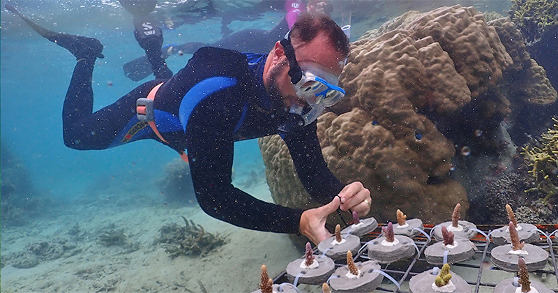 Mark Warner placing newly transplanted coral fragments from one reef onto a platform at another local reef in Fiji.