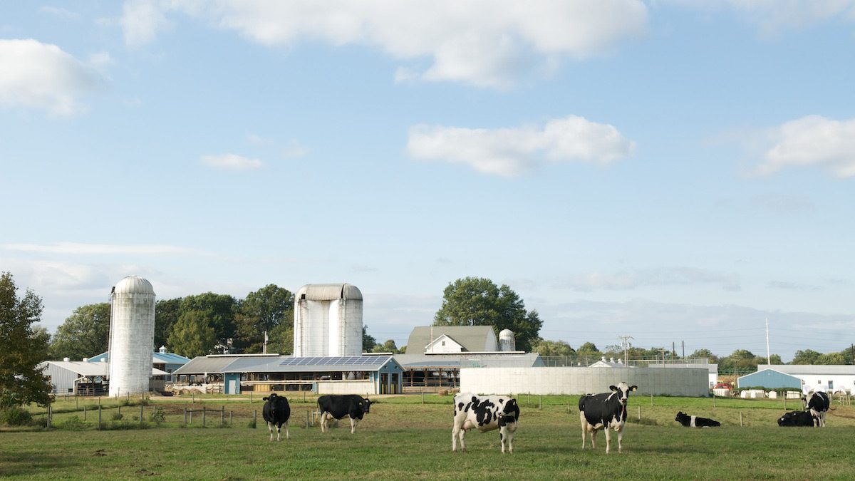 A photo of the UD Dairy Farm