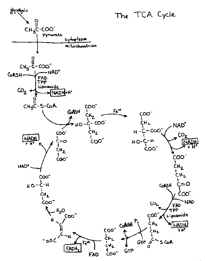 Glycolysis · Citric Acid Cycle 