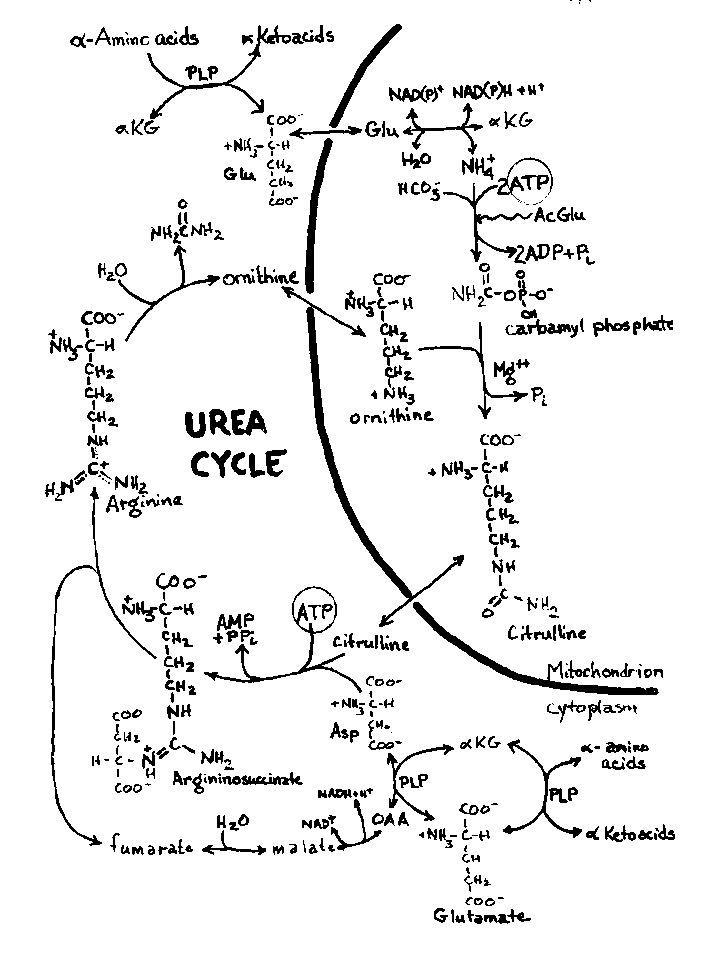 urea cycle account