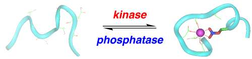 Protein Phsophorylation