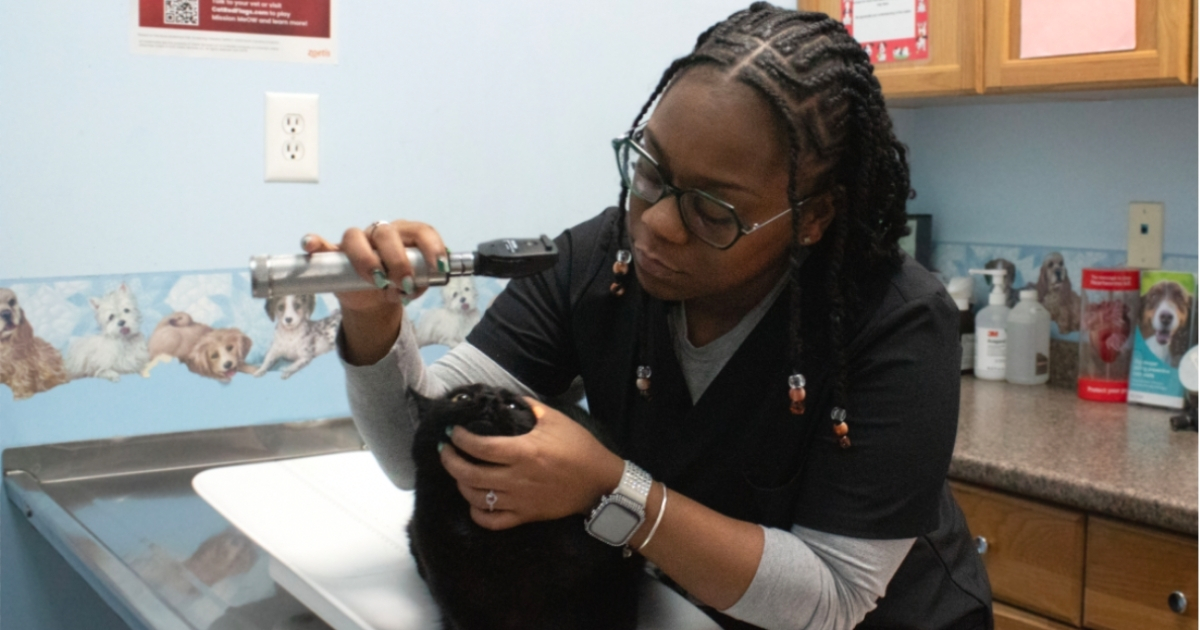 University of Delaware alumna Kayla Pettiford examines a feline patient.