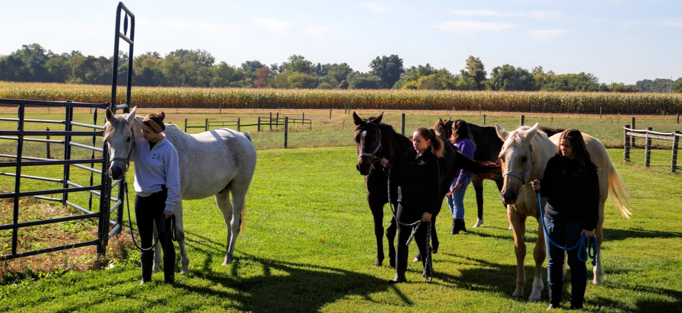Students in equine science club walking with horses on Webb Farm