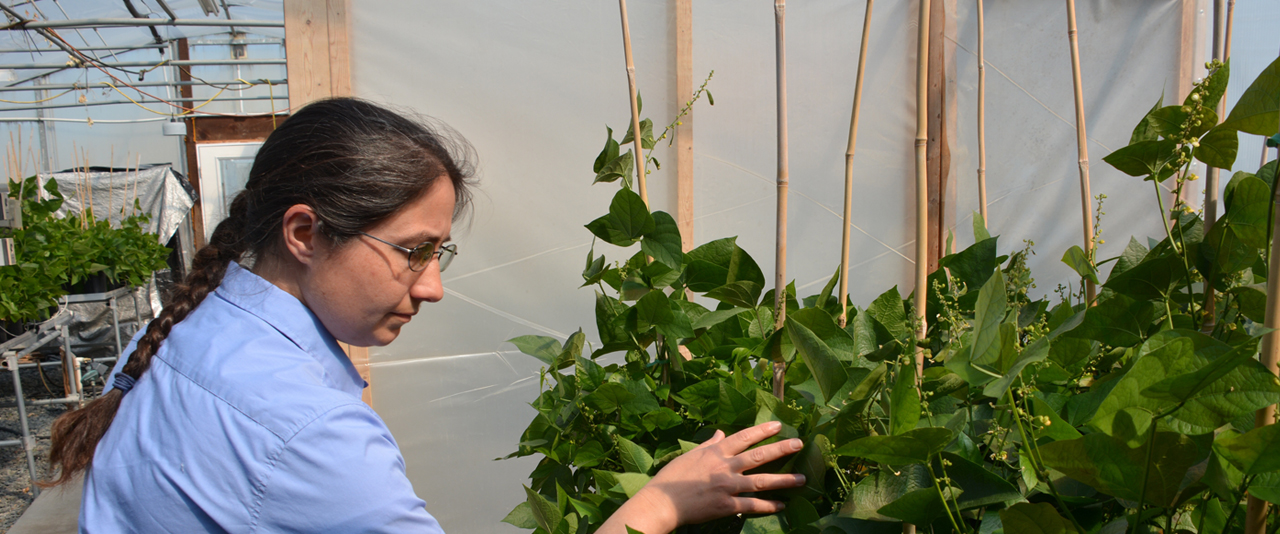 Emmalea Ernest working with lima bean vines in a greenhouse