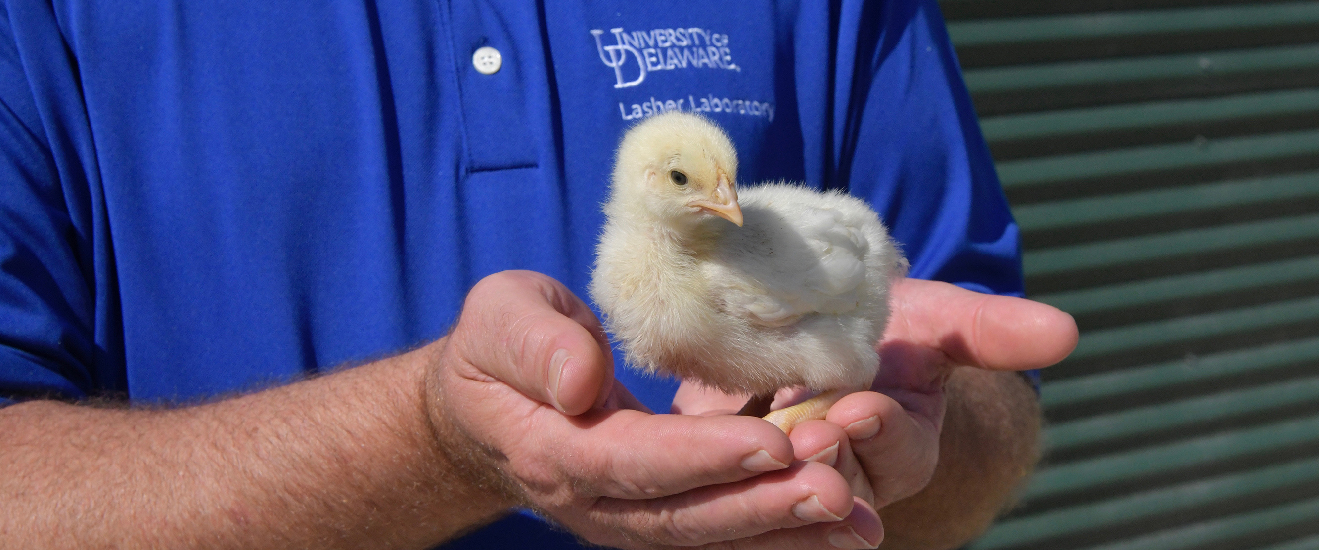 Researchers in Lasher Lab work on diagnostic services of the Poultry Health System