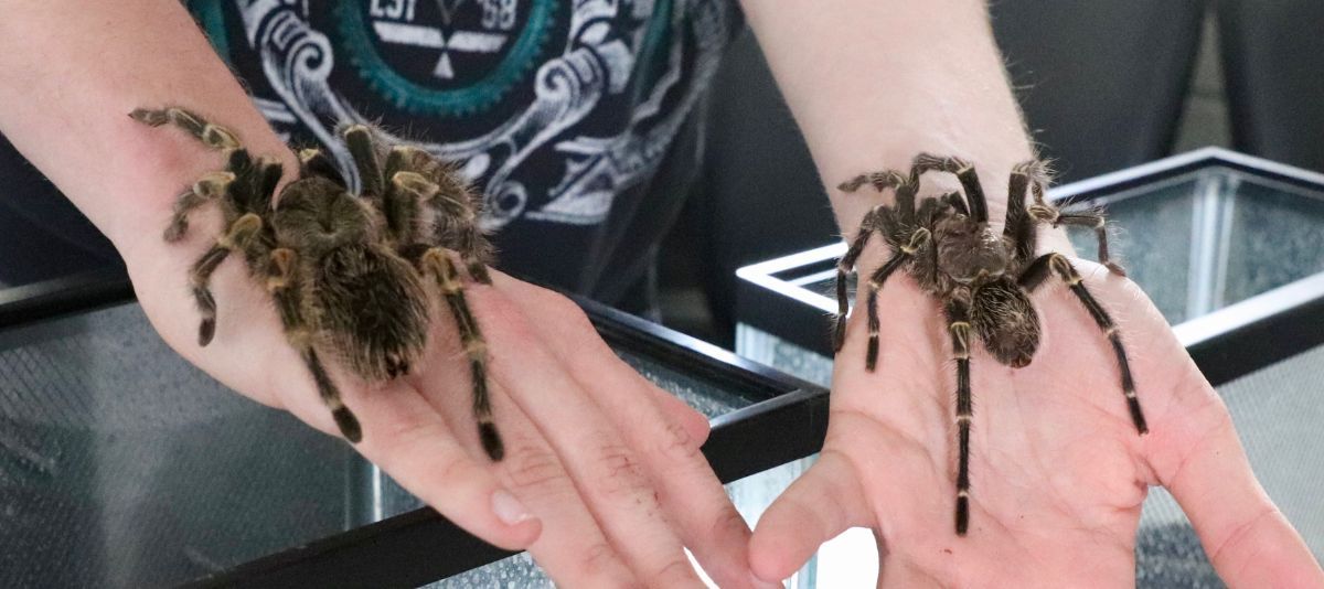 Two tarantulas on a students' hands