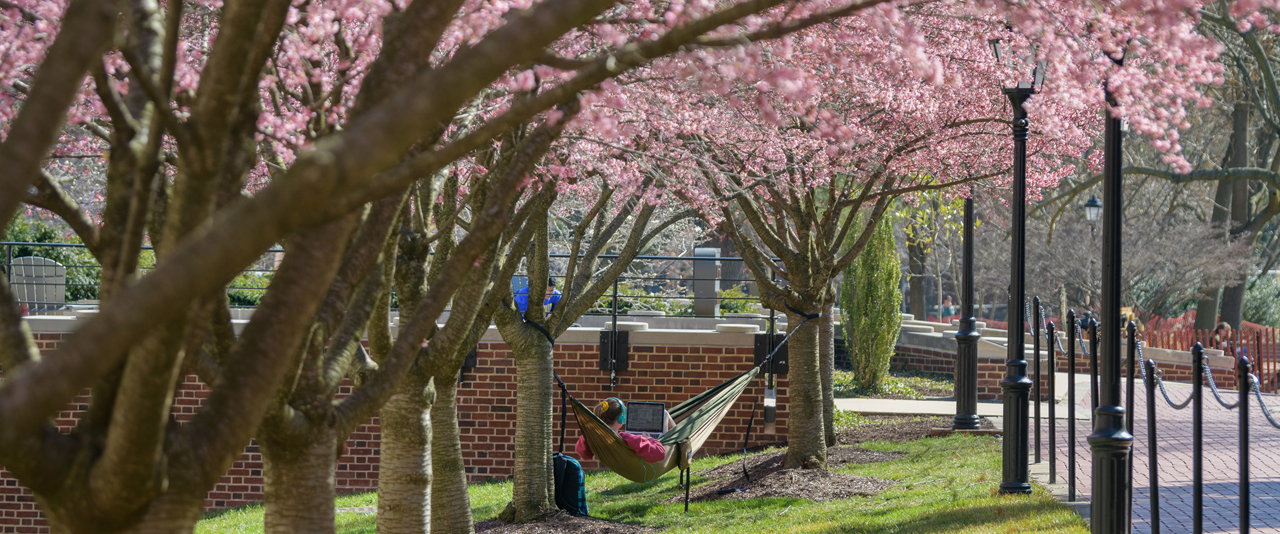 student uses laptop in hammock tied between two trees in full pink bloom on campus