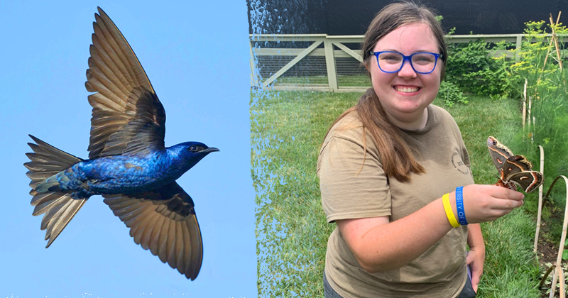 Claire Bernard, an honors insect ecology and conservation and wildlife ecology and conservation double major at the University of Delaware and Summer Scholar in UD’s Undergraduate Research Program, has been quantifying purple martins’ diets and researching how diet affects their growth.