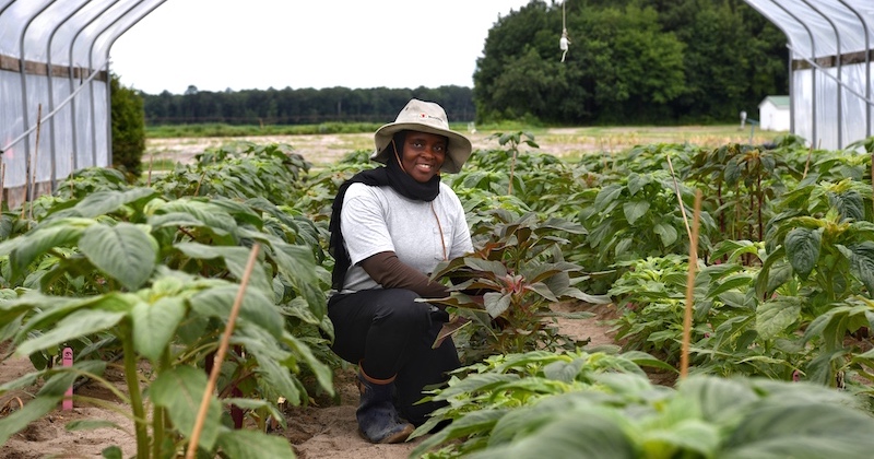 At the University of Delaware Carvel Research and Education Center in Georgetown, Borel Global Fellow Mary Starford Matovolwa planted 150 accessions of Amaranthus cruentus to study the plant's tolerance to drought and cold in an effort to improve global food security.  At the University of Delaware Carvel Research and Education Center in Georgetown, Borel Global Fellow Mary Starford Matovolwa planted 150 accessions of Amaranthus cruentus to study the plant's tolerance to drought and cold in an effort to improve global food security.