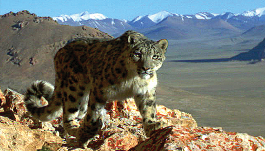 The Challenges Facing Snow Leopards