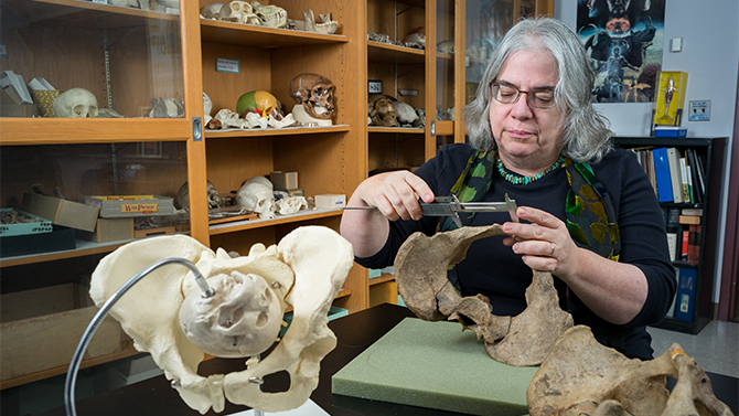 Karen Rosenberg, a newly-named fellow of the American Association for the Advancement of Science, working in the anthropology lab at Munroe Hall. A biological anthropologist and professor in the Anthropology department, Rosenberg's work focuses on human evolution, with special emphasis on Neanderthals and the evolutionary development of human childbirth.  - (Photographic Services / University of Delaware)