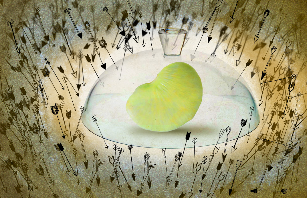 524369894 Lima bean disease resistance