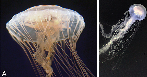 Two different jellyfish: