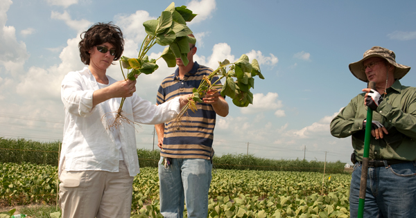 The University of Delaware’s Janine Sherrier (left) is a co-leader of a multi-institutional team that recently received a four-year, $5,972,497 grant from the National Science Foundation to conduct research on the functional genomics of beneficial legume microbe interactions.  

