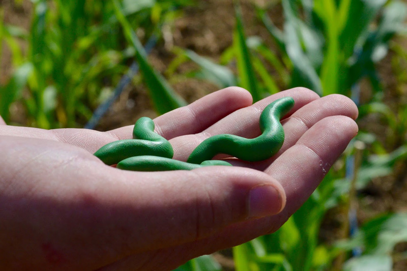 Ivan Hiltpold holds Play Doh (plasticine) caterpillars designed to monitor birds preying on insects in response to plants sending out chemical pleas for help. Plant scientists refer to the chemicals as plant volatiles.