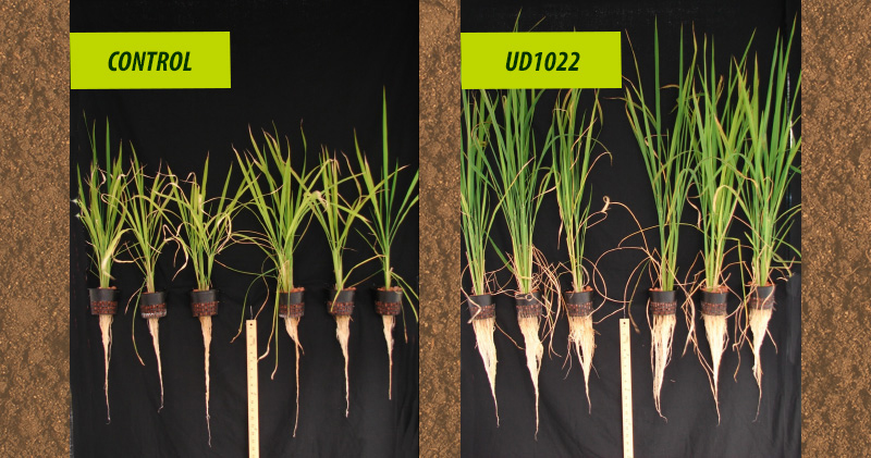 Rice plants treated with the beneficial microbe identified through UD research (right) show much more vigorous growth compared to the untreated plants on the left. Image by Venkatachalam Lakshmanan.
