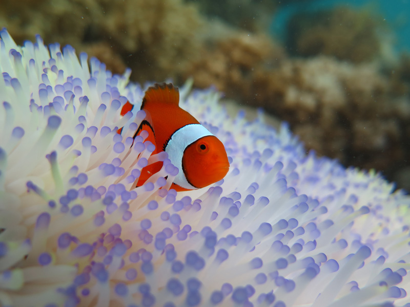 http://www.udel.edu/udaily/2016/may/clownfish-vulnerable-bleaching-052516/