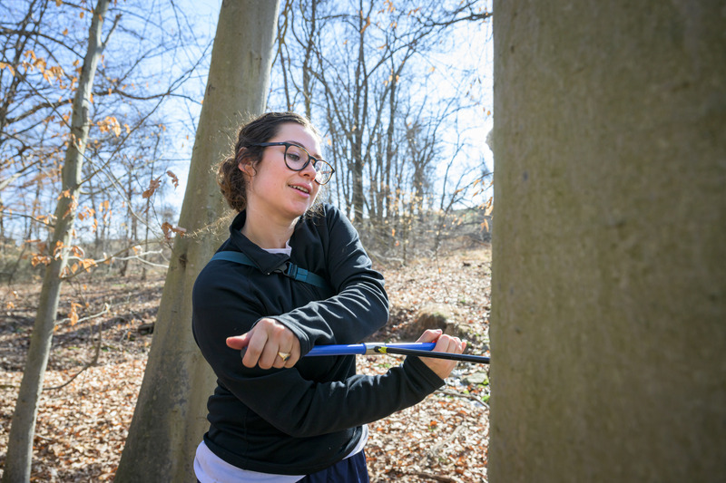 Plant and soil sciences doctoral student Kendall McCoach utilizes tree coring to analyze data throughout urban forests. 