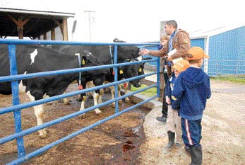 Visitors looking at cows