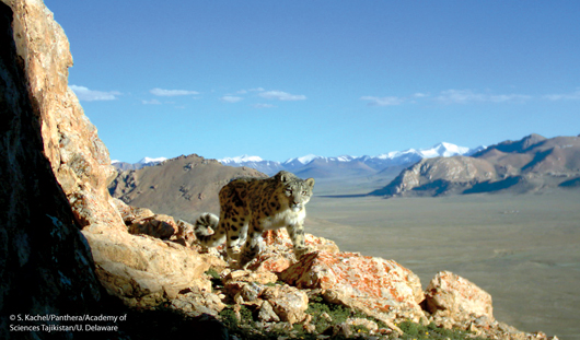 snow leopard on mountain