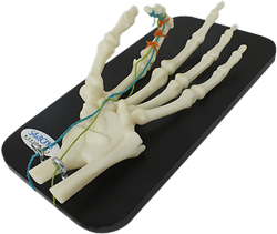skeletal model of hand