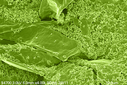 Clumps of bacteria (soil microbe EA106) and iron plaque begin forming on the roots of a rice plant. This “iron shield” blunts the uptake of arsenic. Image by Venkatachalam Lakshmanan and Deepak Shantharaj taken with the scanning electron microscope (SEM), UD Bioimaging Center.