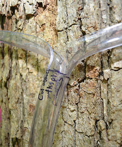 By measuring “stemflow,” UD researchers gain insight into how trees modify the impacts of rainfall on the environment.