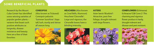Photos of Five beneficial plants-coreopsis, aster, heuchera, coneflower