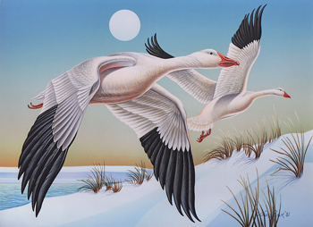 Charles Rowe's painting of flying gees called Black and White