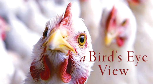 Photo of chicken looking right at the camera with headline: Poultry in Motion: UD and the poultry health system. A bird's eye view