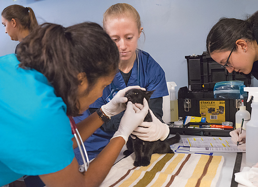 Photo of pre-vet students working with a cat