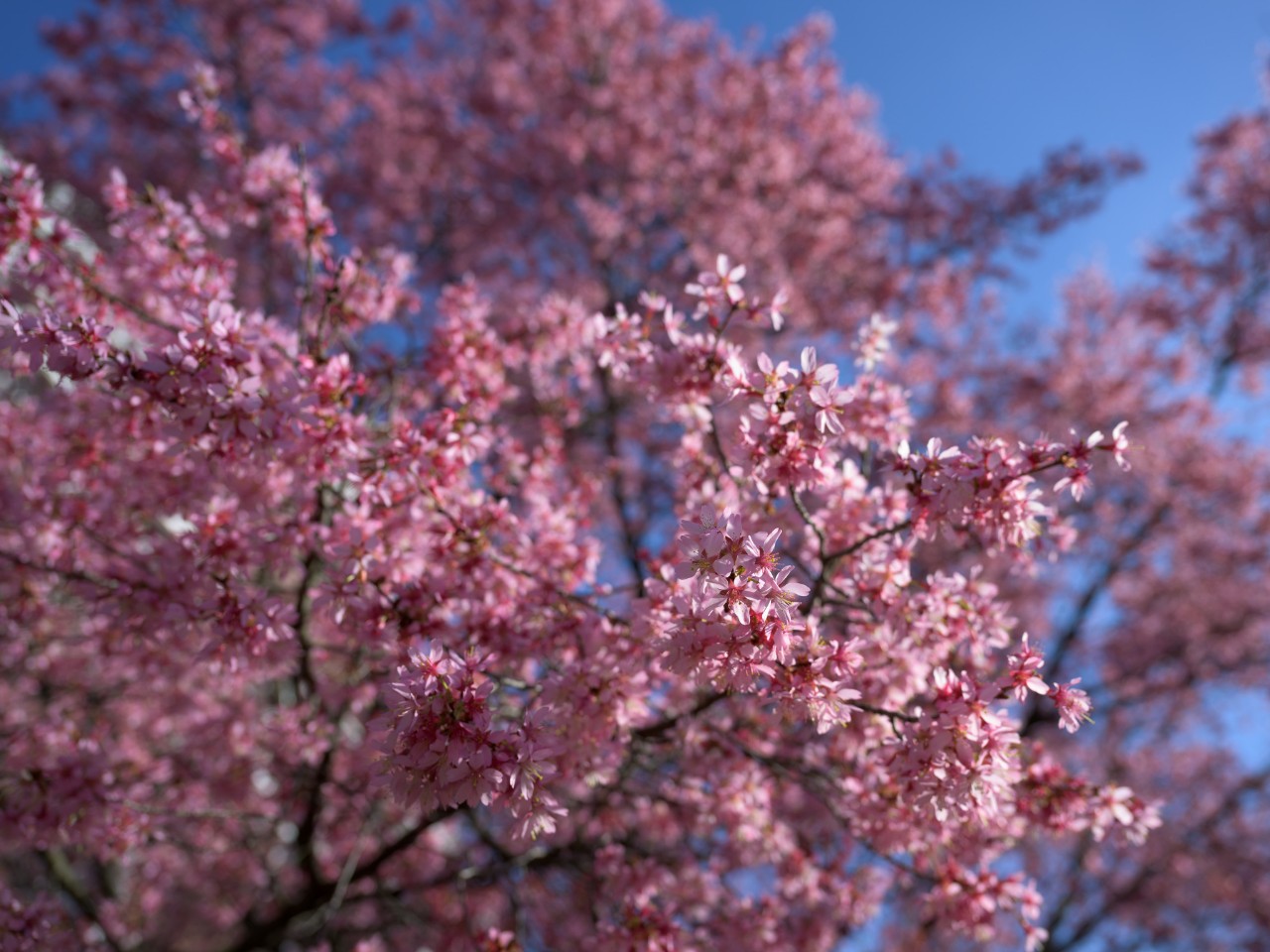 Trees and flowers bloom in early spring on the University of Delaware’s Newark campus on Thursday, March 14, 2024.
