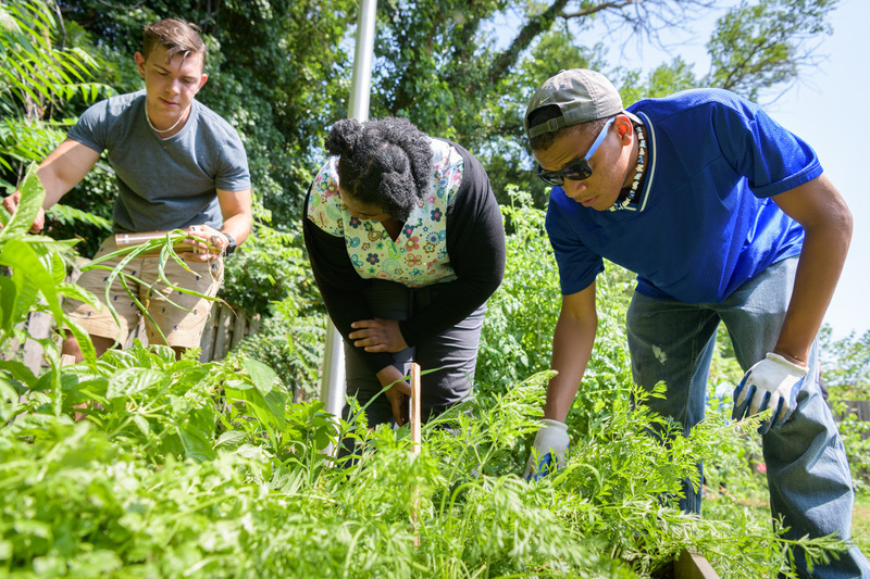 three people inspect plants in a garden