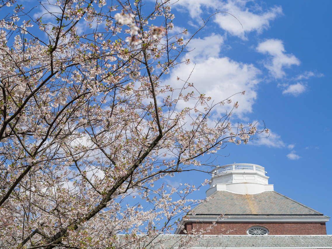 UD campus cherry blossom with roof in the distance