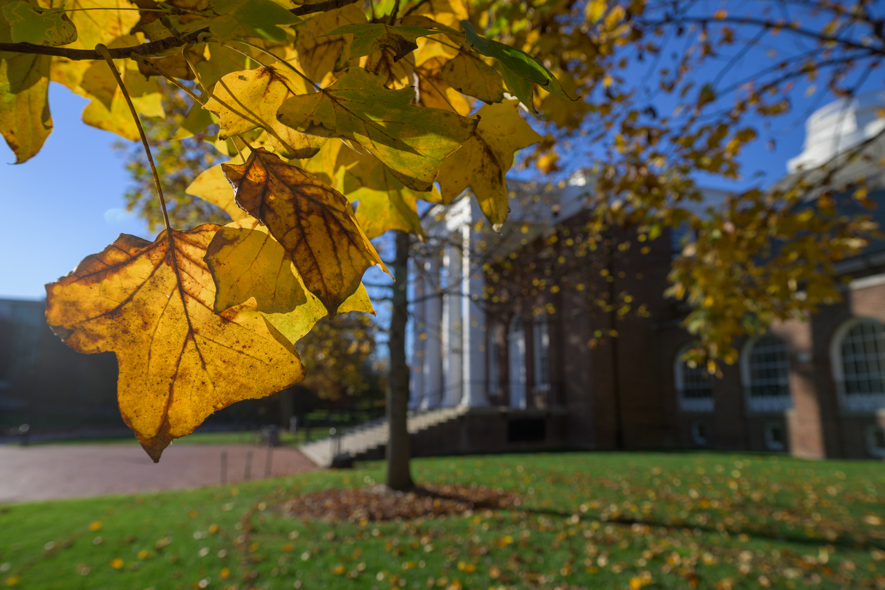 Leaf hanging closeup from UD campus