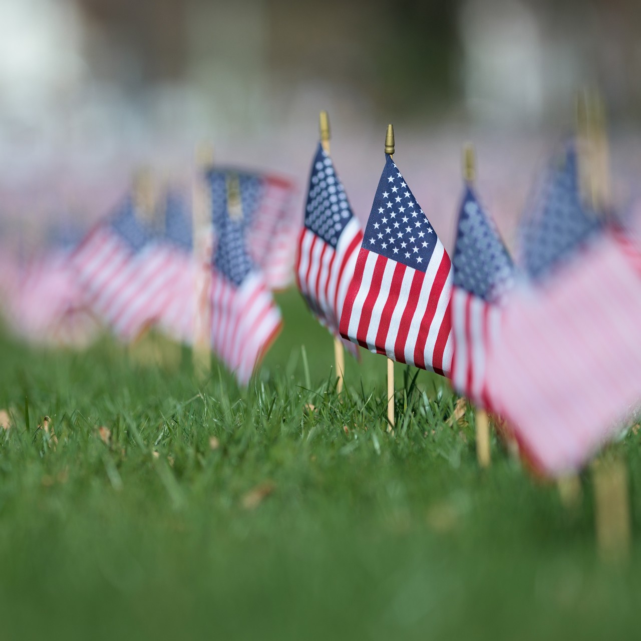 Flags placed in the grass on UD campus
