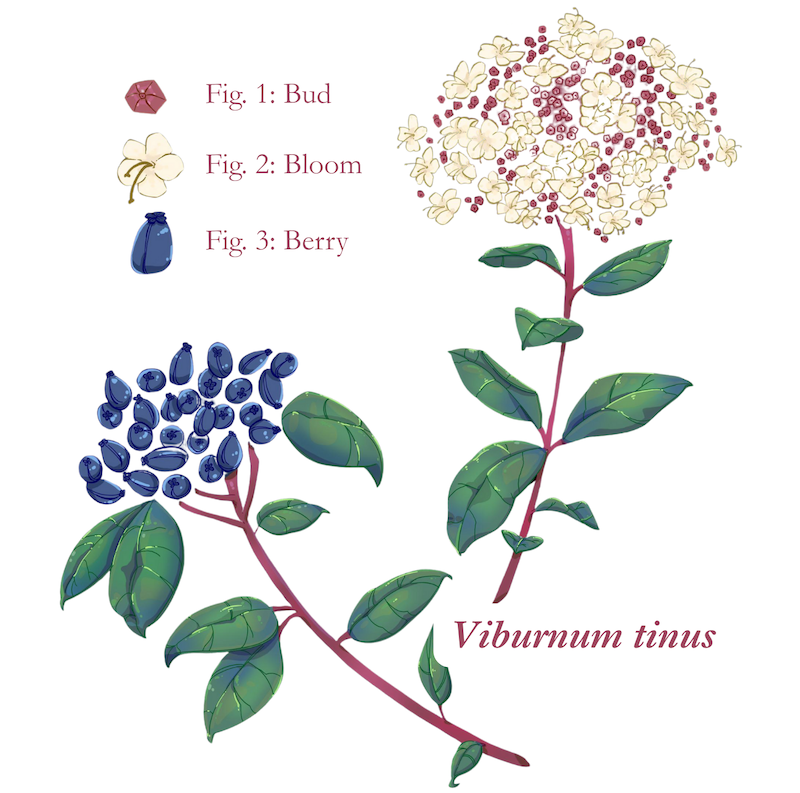 An illustration of Viburnum tinus, a flowering plant with blue berries and white blooms.